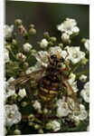 Milesia crabroniformis (hoverfly) by Anonymous