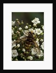 Milesia crabroniformis (hoverfly) by Anonymous