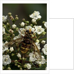 Milesia crabroniformis (hoverfly) by Anonymous