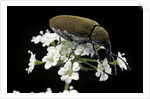 Mycterus curculioides (palm and flower beetle) by Anonymous