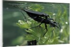 Nepa cinerea (water scorpion) - mating by Anonymous