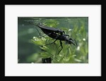 Nepa cinerea (water scorpion) - mating by Anonymous