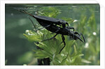 Nepa cinerea (water scorpion) - mating by Anonymous