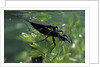 Nepa cinerea (water scorpion) - mating by Anonymous