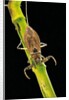 Nepa cinerea (water scorpion) by Anonymous