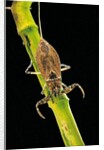 Nepa cinerea (water scorpion) by Anonymous