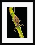 Nepa cinerea (water scorpion) by Anonymous