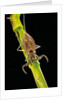 Nepa cinerea (water scorpion) by Anonymous