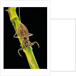 Nepa cinerea (water scorpion) by Anonymous