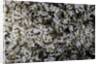Anthill under a stone by Anonymous