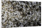 Anthill under a stone by Anonymous