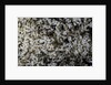 Anthill under a stone by Anonymous