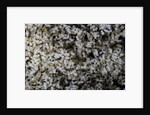 Anthill under a stone by Anonymous