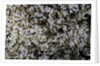 Anthill under a stone by Anonymous