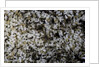 Anthill under a stone by Anonymous