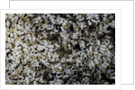 Anthill under a stone by Anonymous