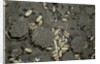 Anthill under a stone by Anonymous