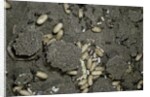 Anthill under a stone by Anonymous