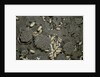 Anthill under a stone by Anonymous