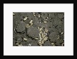 Anthill under a stone by Anonymous