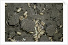 Anthill under a stone by Anonymous