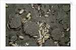 Anthill under a stone by Anonymous