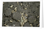 Anthill under a stone by Anonymous
