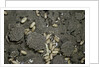 Anthill under a stone by Anonymous