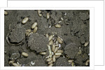 Anthill under a stone by Anonymous