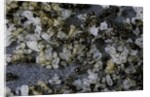 Anthill under a stone by Anonymous