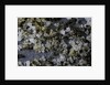 Anthill under a stone by Anonymous