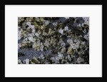 Anthill under a stone by Anonymous