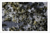 Anthill under a stone by Anonymous