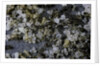 Anthill under a stone by Anonymous