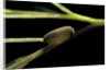Notonecta glauca (water boatman, backswimmer) - egg on aquatic plant by Anonymous