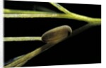 Notonecta glauca (water boatman, backswimmer) - egg on aquatic plant by Anonymous