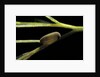 Notonecta glauca (water boatman, backswimmer) - egg on aquatic plant by Anonymous