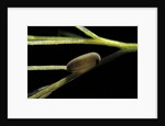 Notonecta glauca (water boatman, backswimmer) - egg on aquatic plant by Anonymous