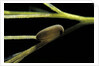 Notonecta glauca (water boatman, backswimmer) - egg on aquatic plant by Anonymous