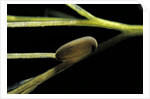 Notonecta glauca (water boatman, backswimmer) - egg on aquatic plant by Anonymous