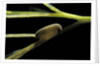 Notonecta glauca (water boatman, backswimmer) - egg on aquatic plant by Anonymous