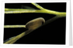 Notonecta glauca (water boatman, backswimmer) - egg on aquatic plant by Anonymous