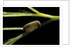 Notonecta glauca (water boatman, backswimmer) - egg on aquatic plant by Anonymous