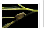 Notonecta glauca (water boatman, backswimmer) - egg on aquatic plant by Anonymous