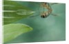 Notonecta glauca (water boatman, backswimmer) by Anonymous