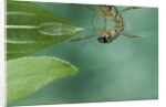 Notonecta glauca (water boatman, backswimmer) by Anonymous