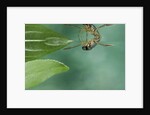 Notonecta glauca (water boatman, backswimmer) by Corbis