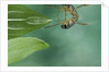 Notonecta glauca (water boatman, backswimmer) by Anonymous