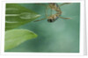 Notonecta glauca (water boatman, backswimmer) by Anonymous