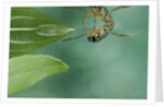 Notonecta glauca (water boatman, backswimmer) by Anonymous